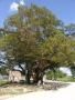 대산면의 길곡리 느티나무 썸네일 이미지