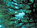 눈송이갯민숭달팽이 썸네일 이미지