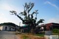 구덕리 느티나무 썸네일 이미지