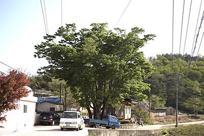동산리 느티나무 썸네일 이미지