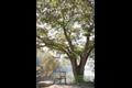 신암리 느티나무 썸네일 이미지
