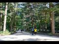 내소사 전나무 숲길을 걷는 관광객들 썸네일 이미지