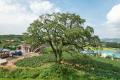 궁포리 회화나무 썸네일 이미지