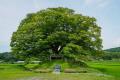 신산리 느티나무 썸네일 이미지