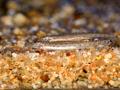 부여·청양 지천 미호종개 썸네일 이미지
