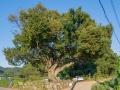 도남동 느티나무 전경 썸네일 이미지