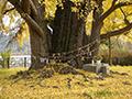 칠석 당산제 당산 제단과 당산나무 가을 전경 썸네일 이미지