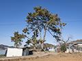 칠석동 칠석마을 할아버지 당산나무 썸네일 이미지