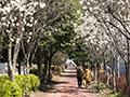 백운동 푸른길공원 봄 풍경 썸네일 이미지