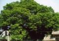 진기리 느티나무의 정면 썸네일 이미지