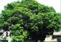 진기리 느티나무의 정면 썸네일 이미지