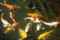 광한루원 연못의 잉어들 썸네일 이미지