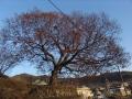 인월면 취암리의 느티나무 썸네일 이미지
