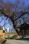 향교동느티나무의 모습 썸네일 이미지