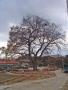 보절면 도룡리 용평 마을 느티나무 썸네일 이미지