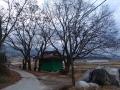 보절면 성시리 성남 마을의 느티나무 썸네일 이미지