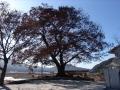 산동면 태평리의 느티나무 썸네일 이미지